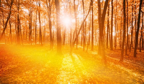 Rich And Saturation Colors. Bright Autumn Forest During Beautiful Sunset Evening. Sun Sunlight Through Woods And Trees In Autumn Forest Landscape. Sunbeams In Autumn Forest.