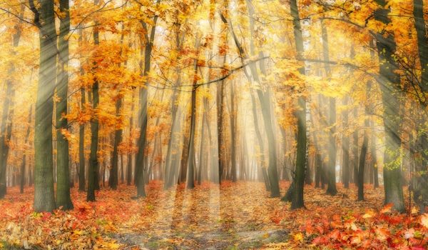 autumn forest. a picturesque foggy morning in an autumn forest